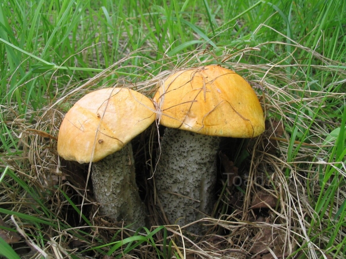 Подосиновик бурый