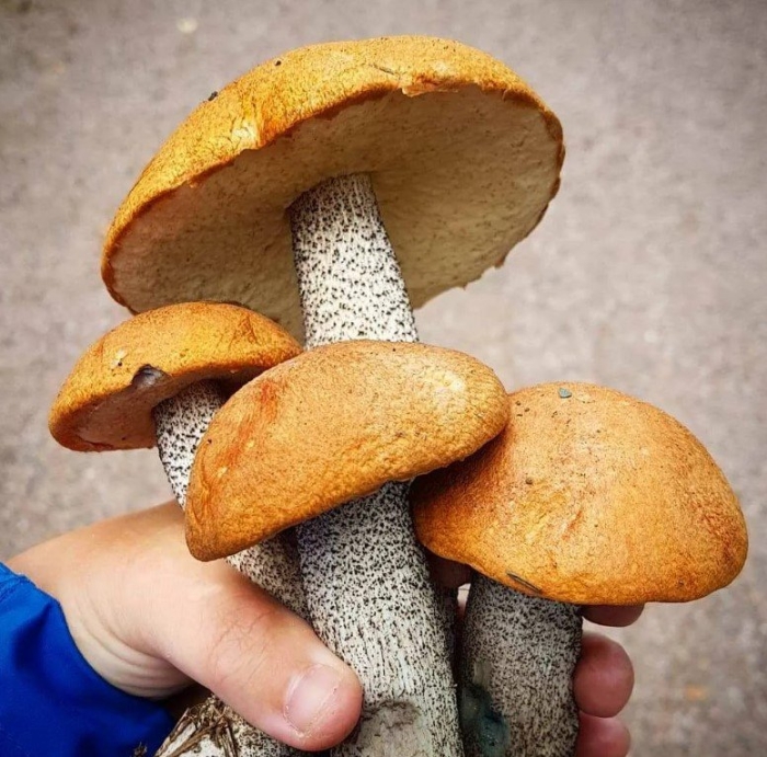 Красный подосиновик