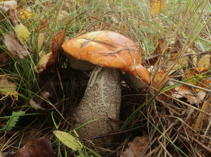 Подосиновик желто бурый