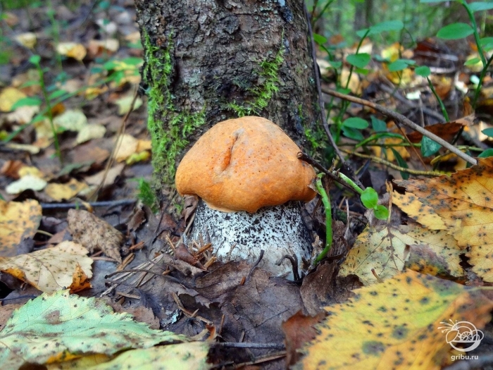 Подосиновик желто бурый