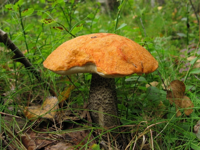 Подосиновик красноголовик