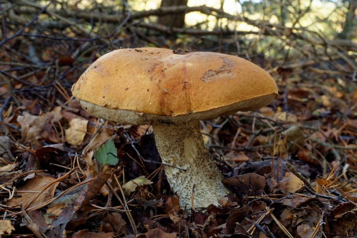 Leccinum albostipitatum
