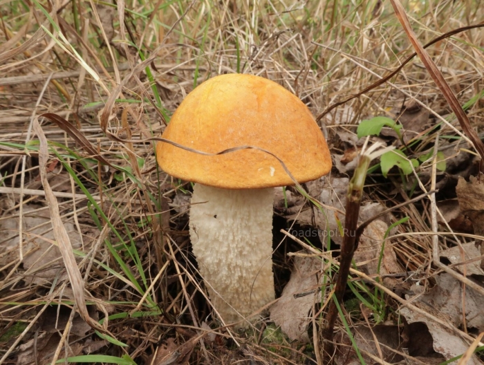 Красноголовики и подосиновики