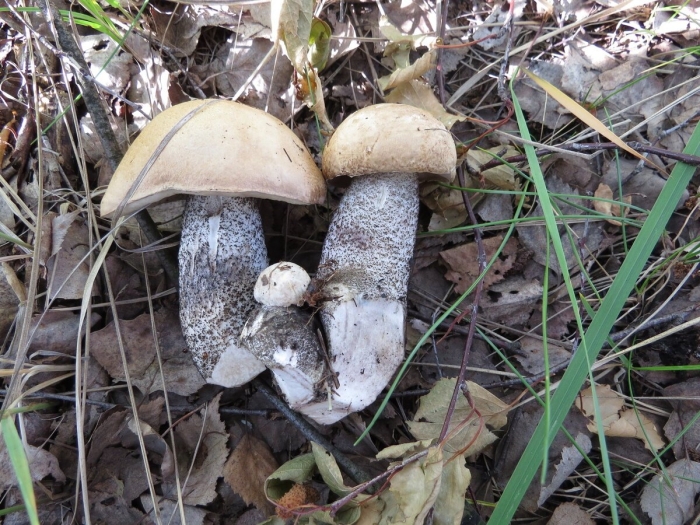 Подберёзовик твердоватый leccinum duriusculum