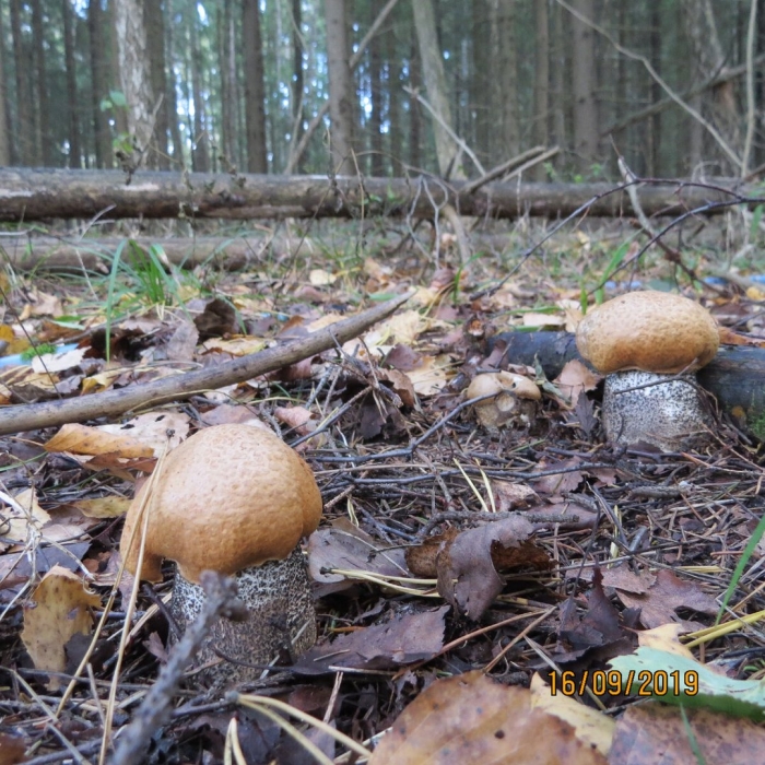 Подосиновик гриб