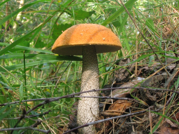 Подосиновик красноголовик