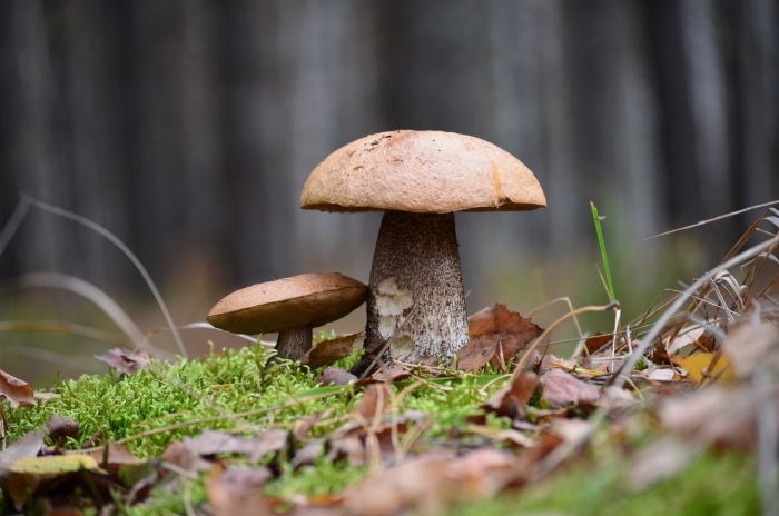 Обабок болетовые