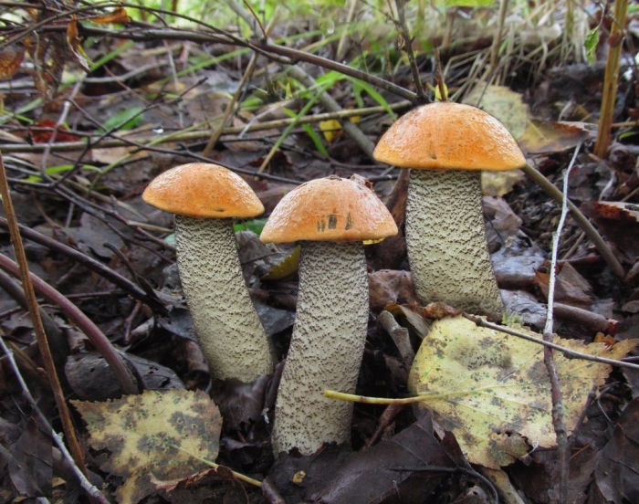 Подосиновик обыкновенный