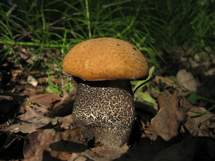 Гриб красноголовик ложный