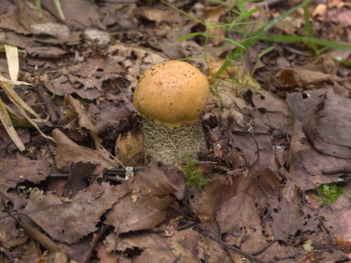 Красноголовик подберезовик