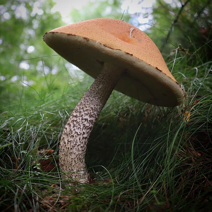 Подосиновик красноголовик