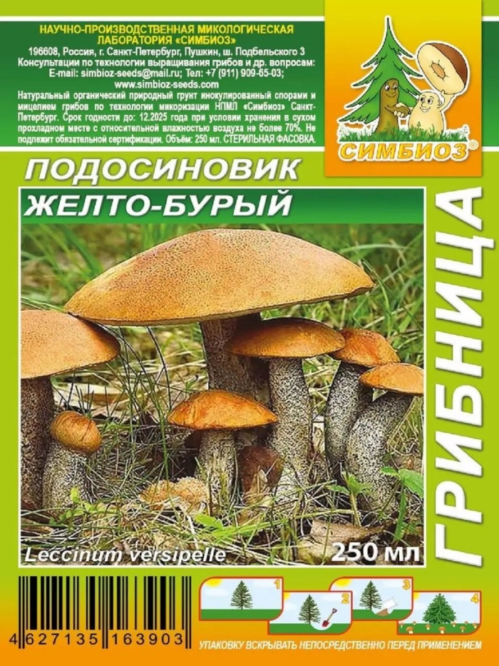 Мицелий грибов подосиновик красный