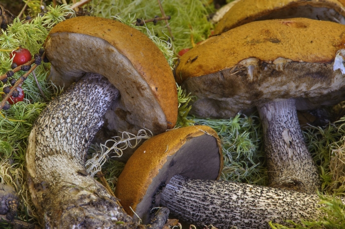 Обабок и подосиновик