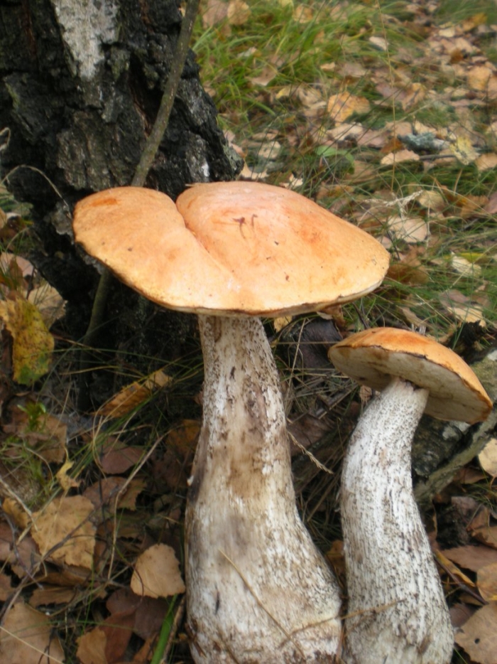 Гриб красноголовик