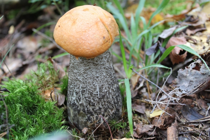 Подосиновик желто бурый