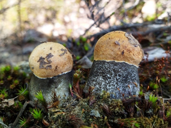 Склизкие грибы