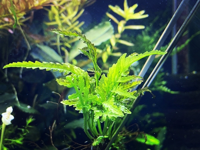 Больбитис папоротник