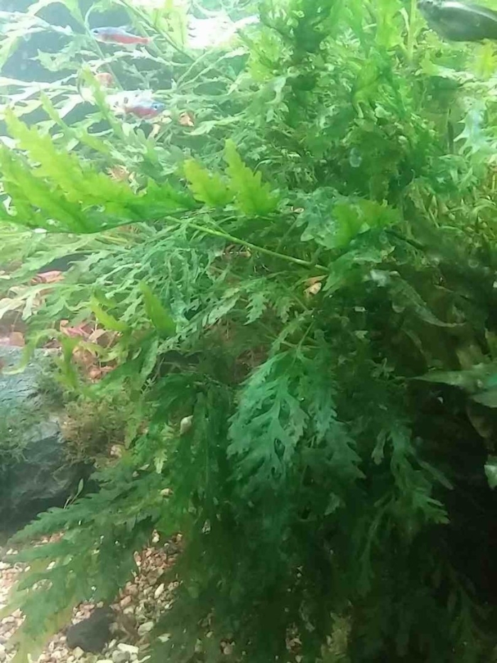 Папоротник болбитис геделоти