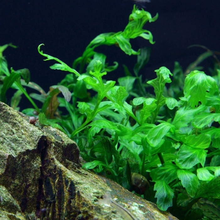 Папоротник болбитис аквариумное