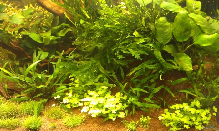 Лимонник узколистный аквариумный
