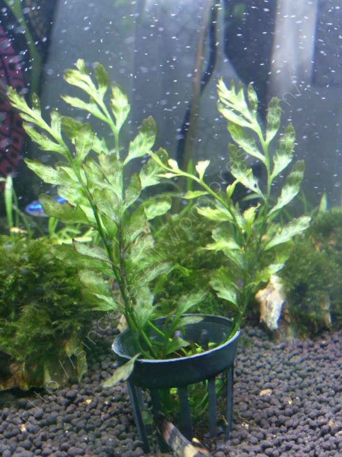 Болбитис аквариумный