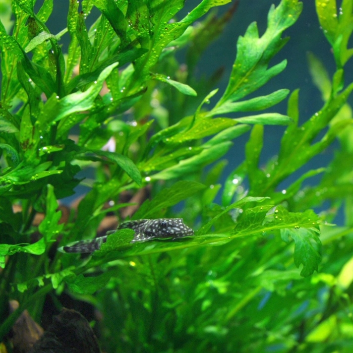 Анциструс обыкновенный мальки