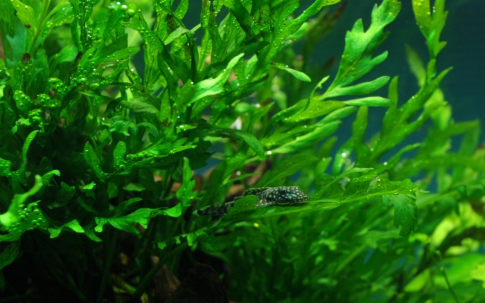 Аквариумное растение