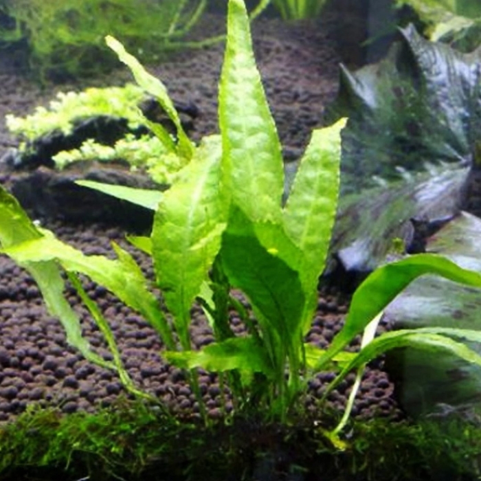 Болбитис таиландский