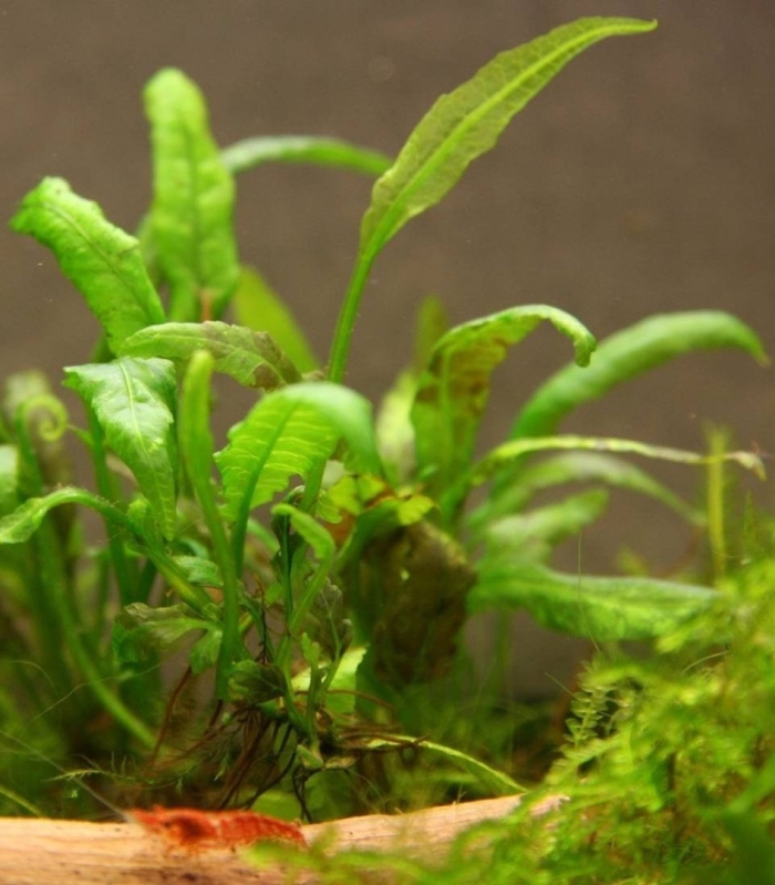 Папоротник таиландский (microsorum pteropus)