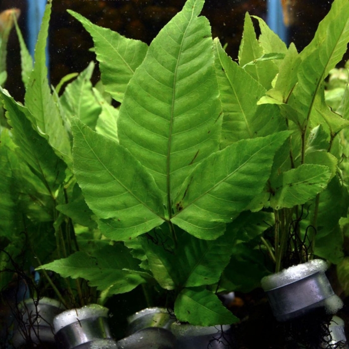 Болбитис гетероклита