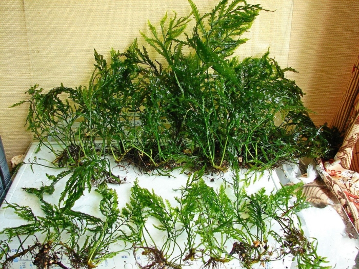 Болбитис геделоти