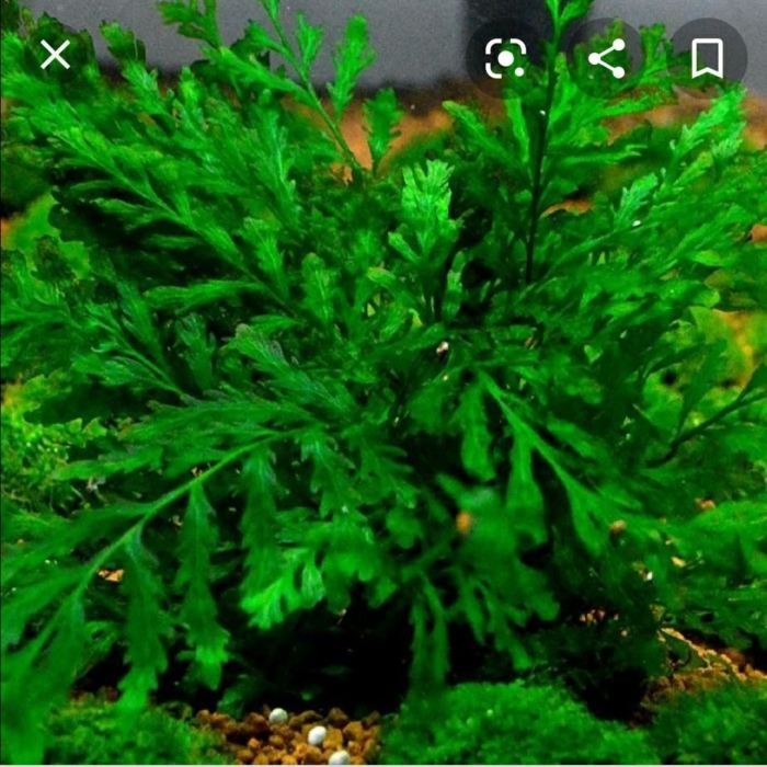 Болбитис геделоти