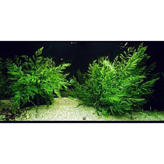 Болбитис геделоти