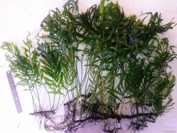 Больбитис папоротник