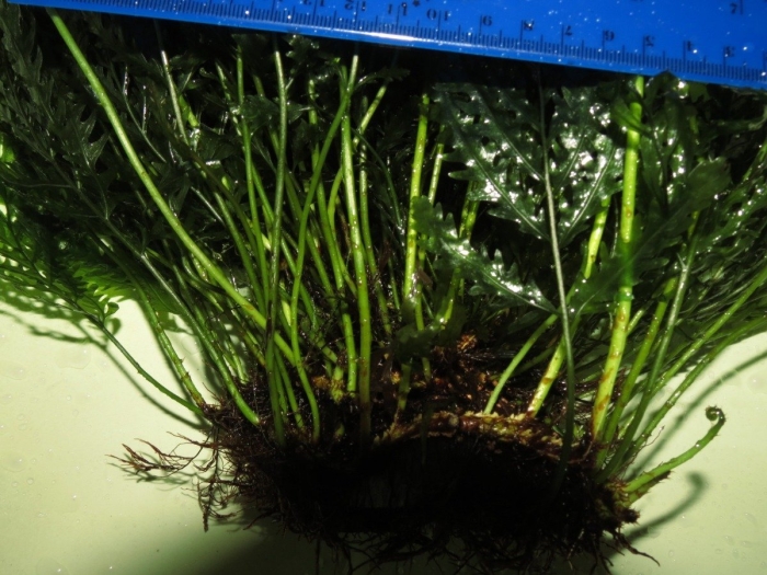 Папоротник болбитис геделоти