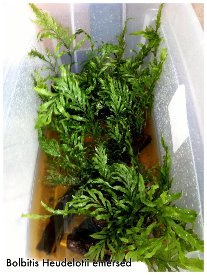 Папоротник болбитис