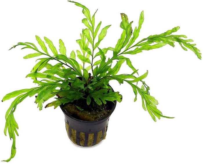 Болбитис геделоти