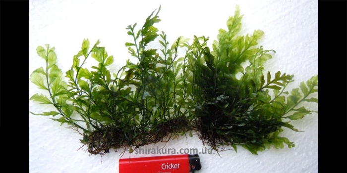 Папоротник таиландский болбитис