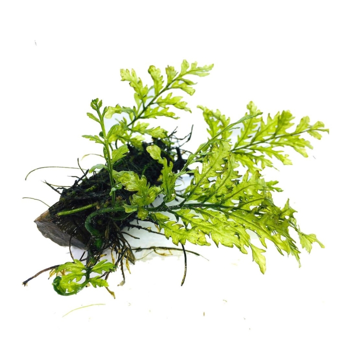 Папоротник болбитис