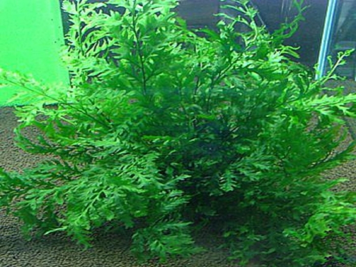 Болбитис геделоти