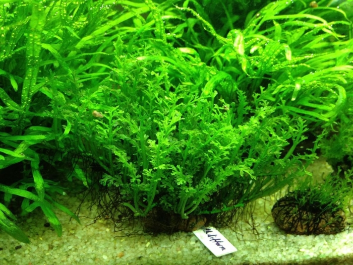 Болбитис дифформис