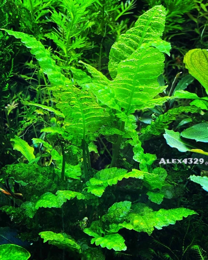 Папоротник болбитис дифформис