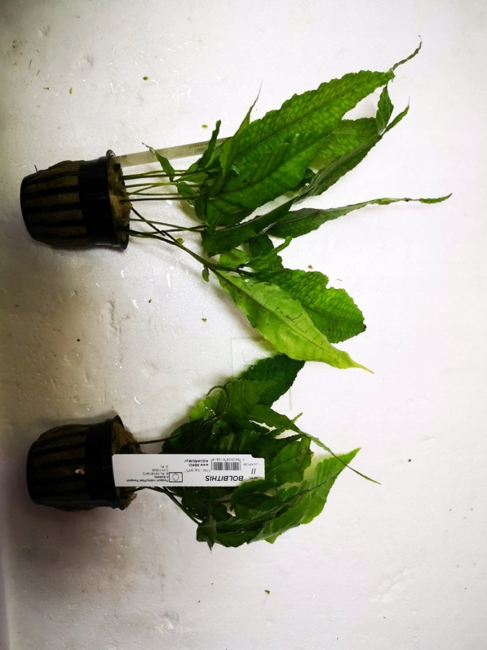 Болбитис азиатика