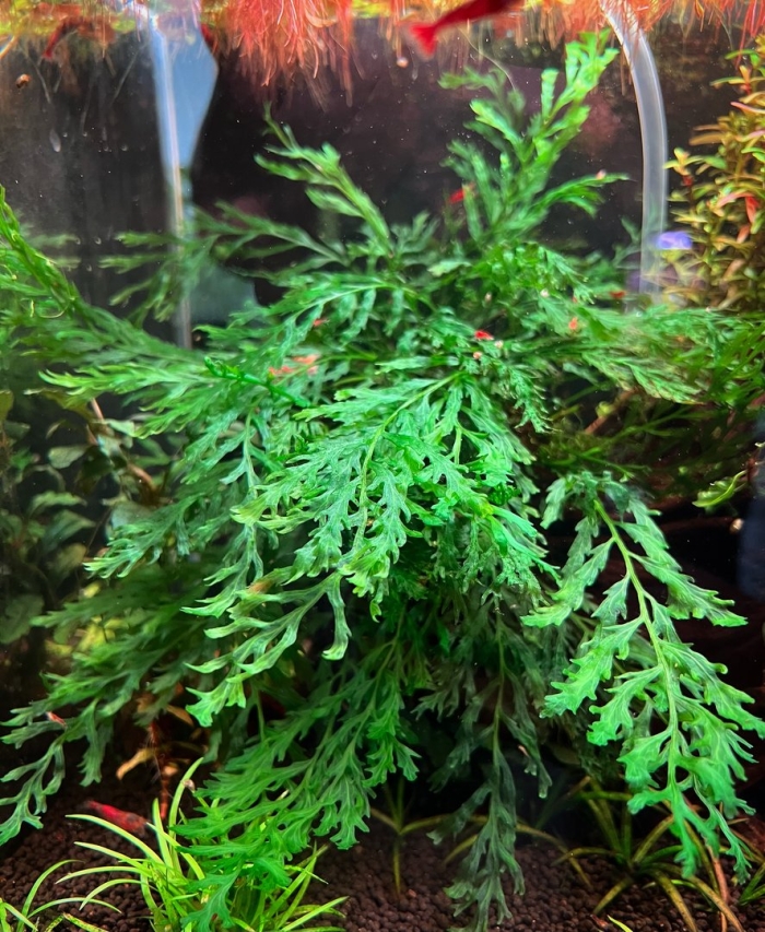 Болбитис аквариумный