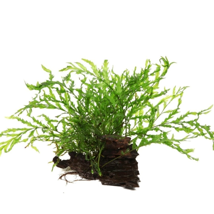 Болбитис геделоти