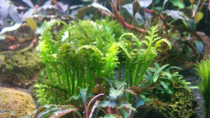 Болбитис минданао