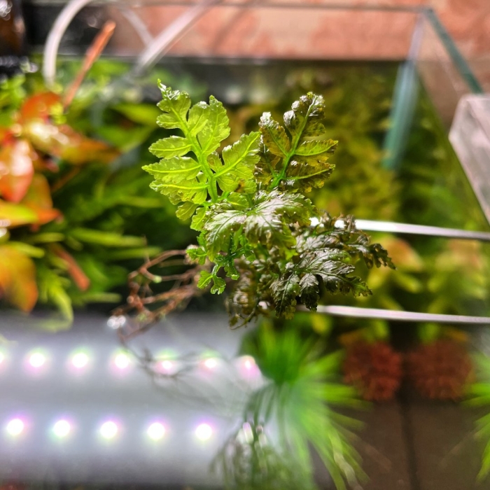 Папоротник аквариумный селагинелла