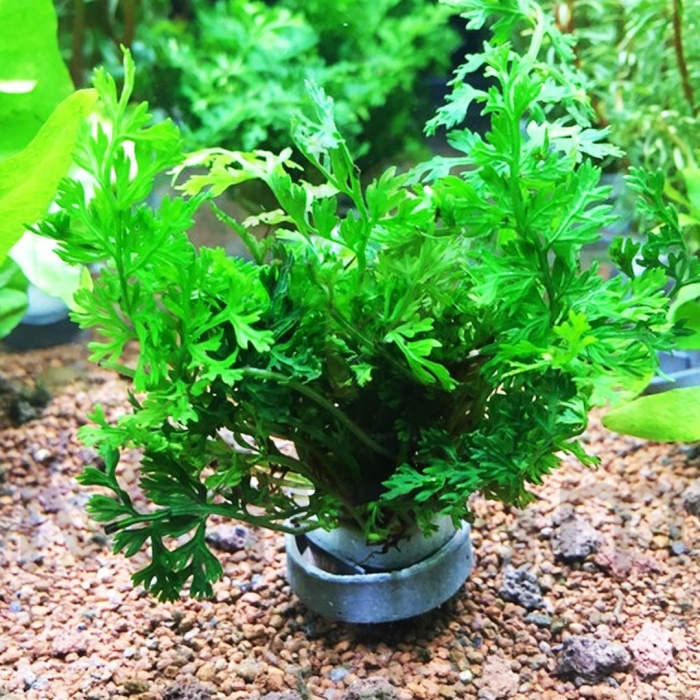 Болбитис гетероклита