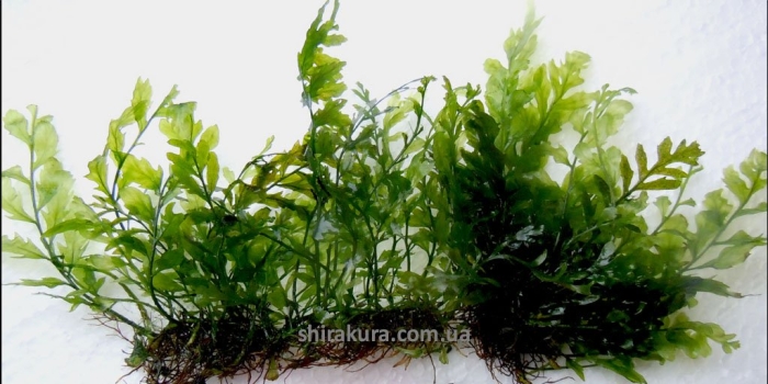 Папоротник таиландский болбитис