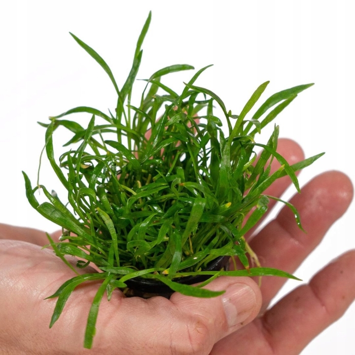 Наяс аквариумное растение